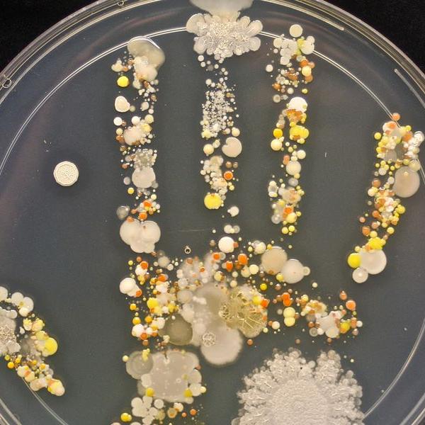 hand bacteria